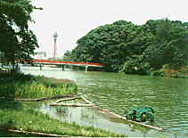天王寺公園河底池